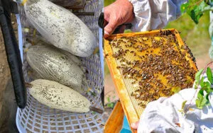 nên mua mật ong ruồi rừng hay mật ong nuôi công nghiệp