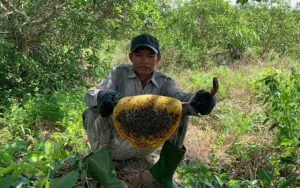 mua mật ong rừng nguyên chất thật xịn tự nhiên