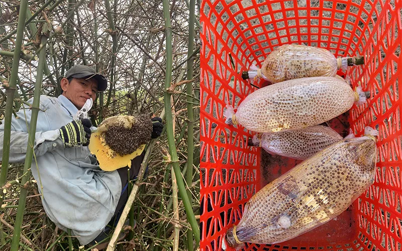 cách phân biệt mật ong ruồi rừng nguyên chất và mật ong nuôi công nghiệp